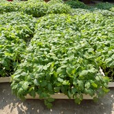 Sazenice rostlin, zelenina Kupařovice