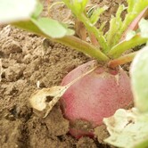 Prodej zeleniny Kupařovice