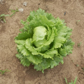 Salát, zelenina Kupařovice