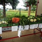 Kořenová zelenina Kupařovice