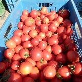 Rajčata, zelenina Kupařovice