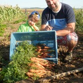 Mrkev, zelenina Kupařovice