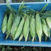 Kukuřice, zelenina Kupařovice