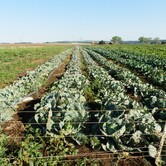 Zelenina Kupařovice