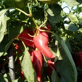 Papriky, zelenina Kupařovice