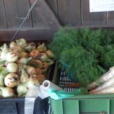 Cibule, zelenina Kupařovice