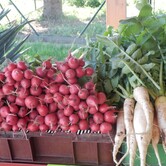 Ředkvičky, zelenina Kupařovice