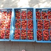 Samosběr jahod Kupařovice